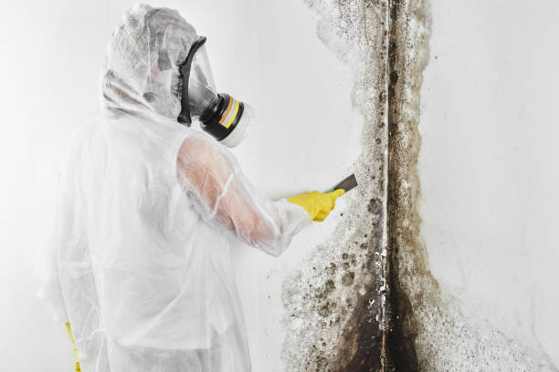 Reliable Ossun, LA Mold Inspection, Removal & Remediation Solutions